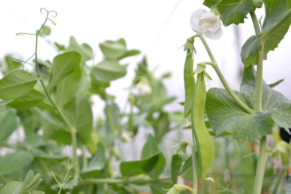 Beginner's tip: Harvest snow peas often – Sara's Kitchen Garden