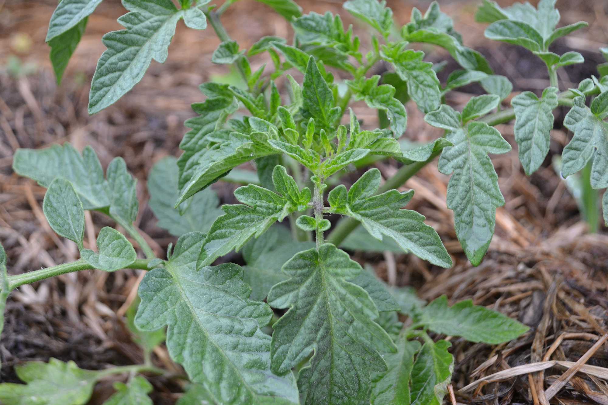 Companion planting corn and tomatoes Sara at Skillnaden's