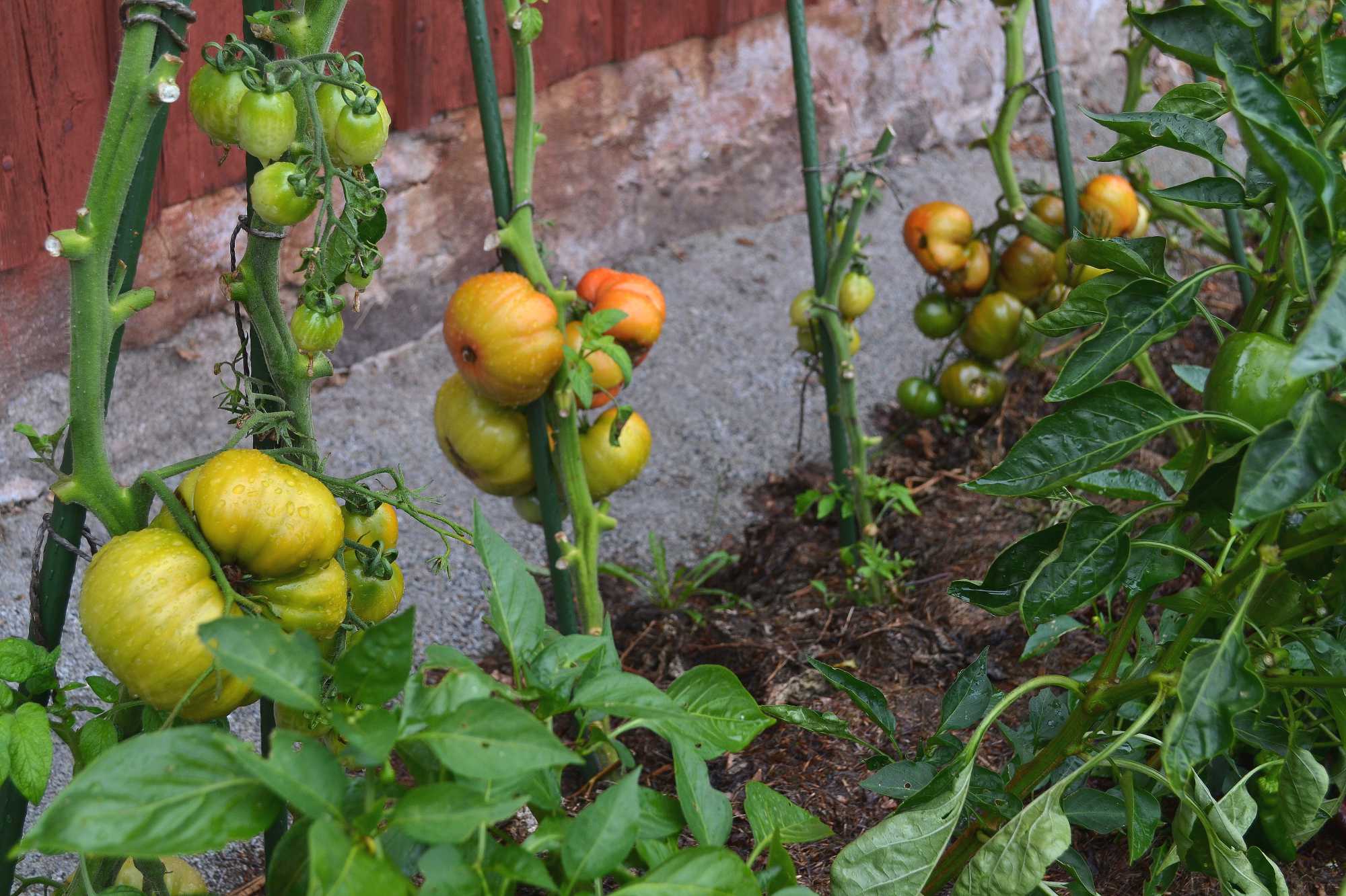 how-to-grow-tomatoes-outdoors-sara-s-kitchen-garden