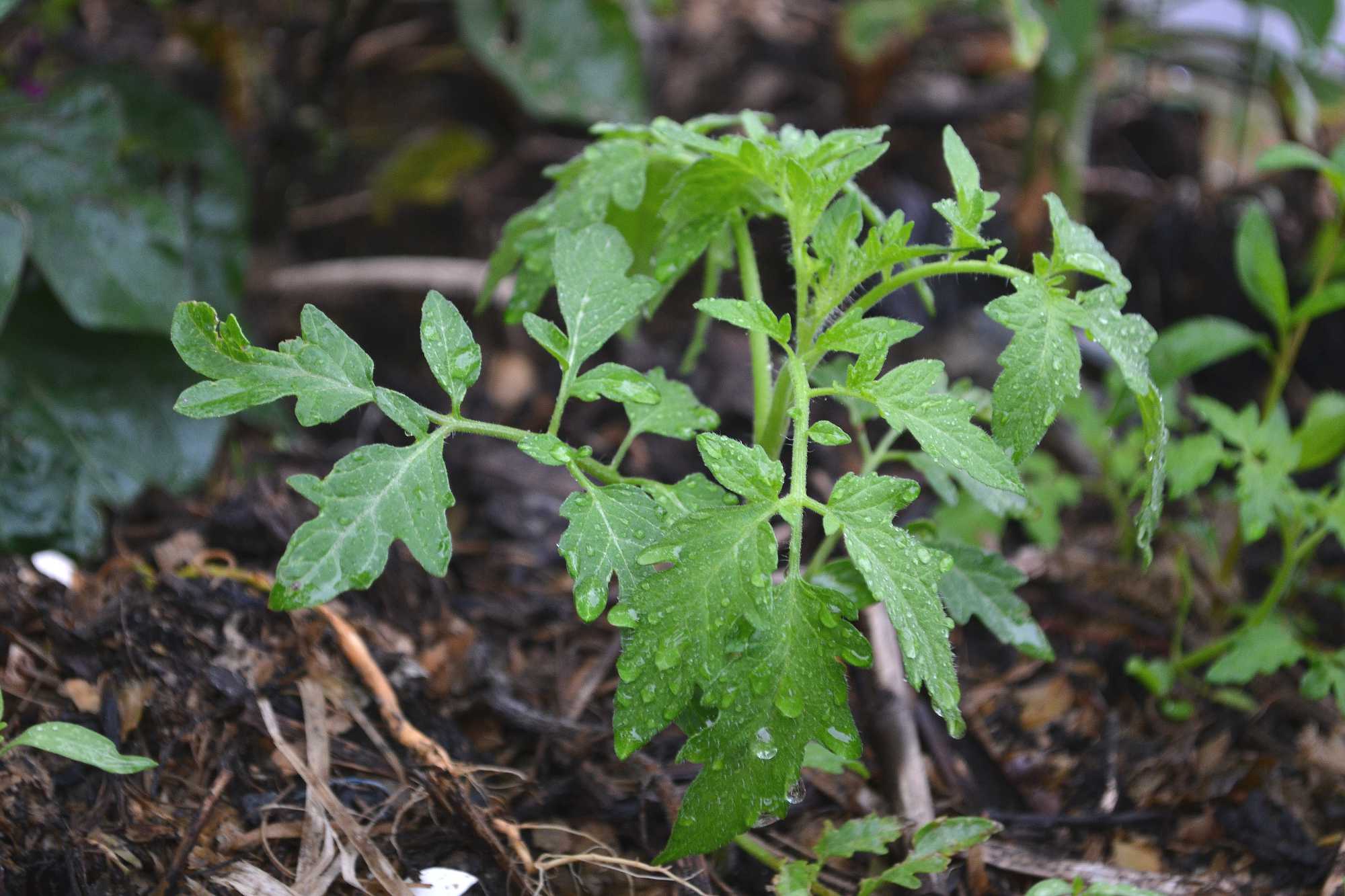 How to grow tomatoes outdoors Sara's Kitchen Garden