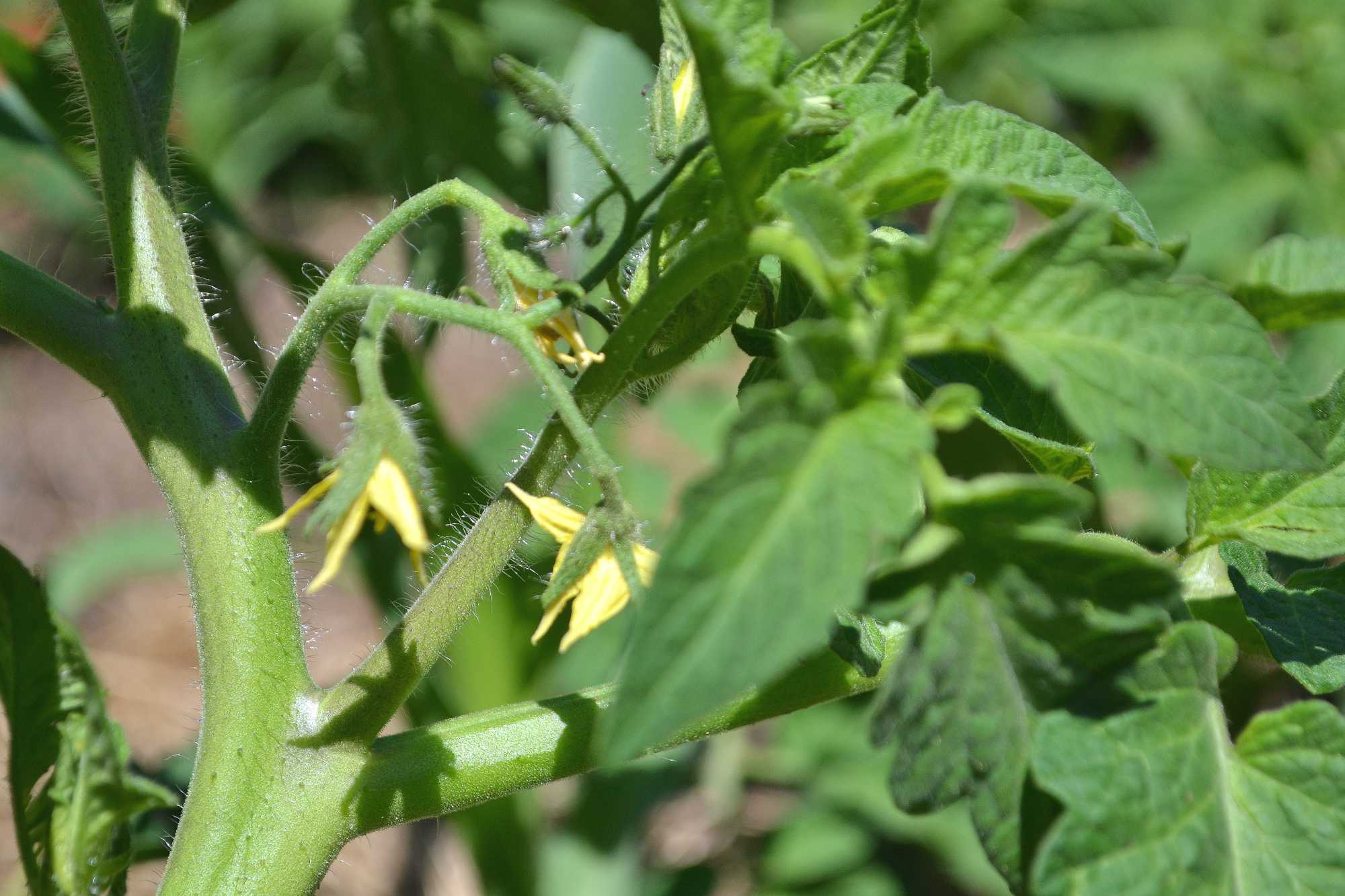 Cutting, pinching off and pruning tomato plants Sara�s