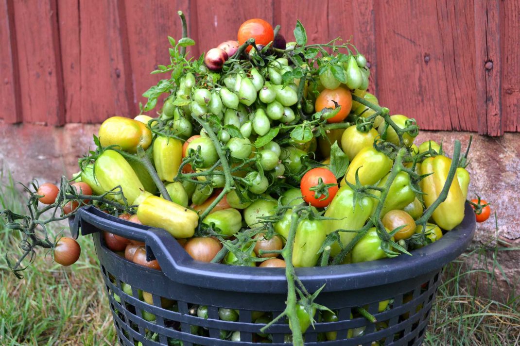 how-to-grow-tomatoes-outdoors-sara-s-kitchen-garden