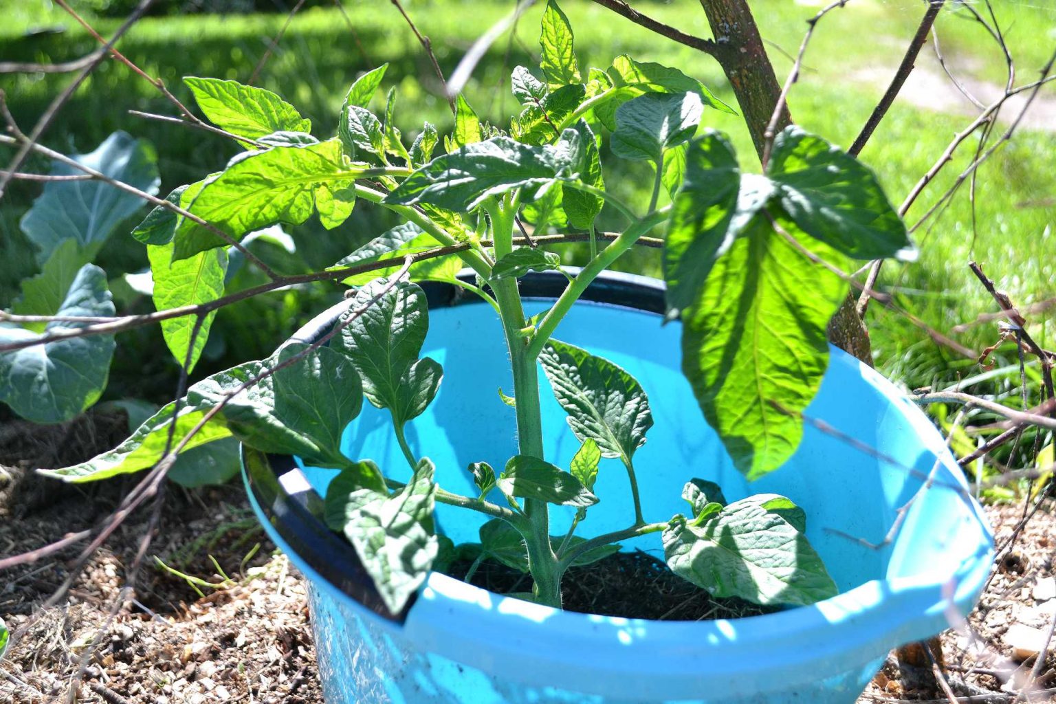 Cutting, pinching off and pruning tomato plants Sara�s