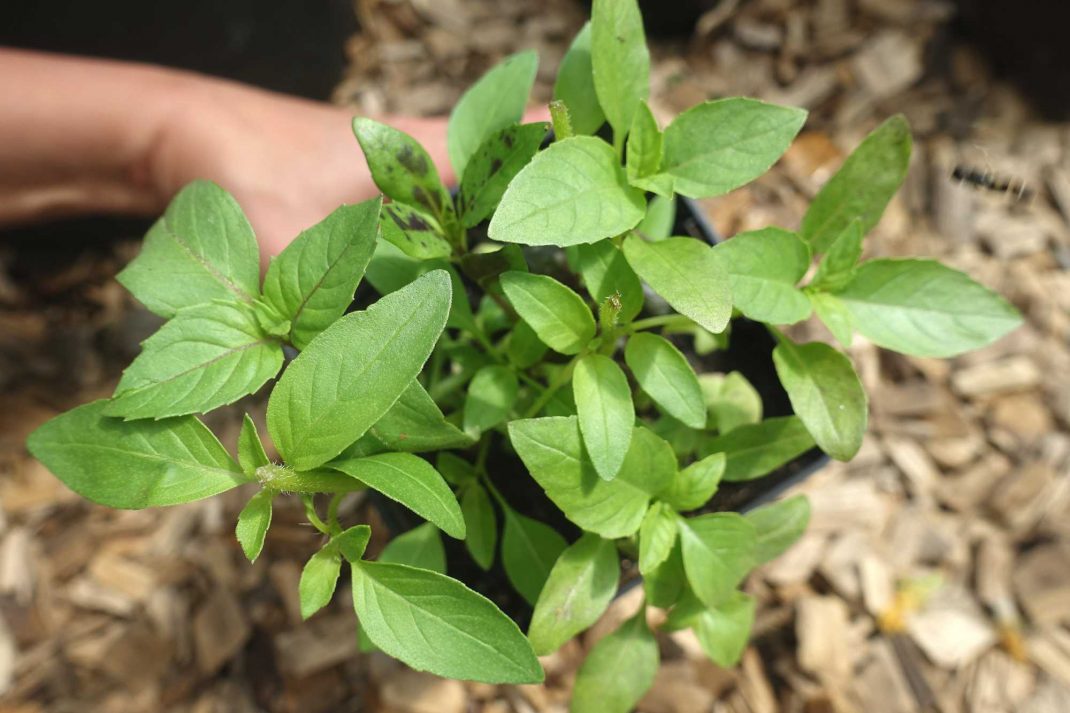 How to Planting basil cuttings Sara at Skillnaden's