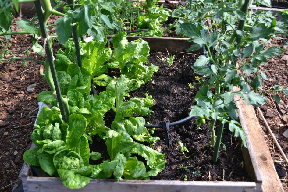 Companion planting: tomatoes and lettuce - Sara Bäckmo