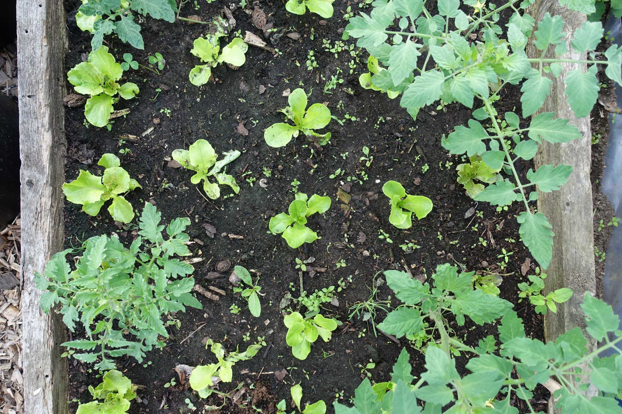 Companion planting: tomatoes and lettuce - Sara Bäckmo