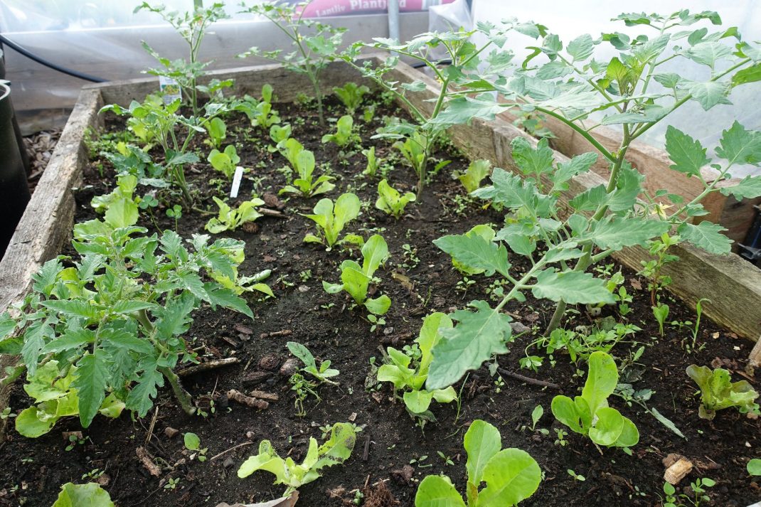 Companion planting tomatoes and lettuce Sara Bäckmo