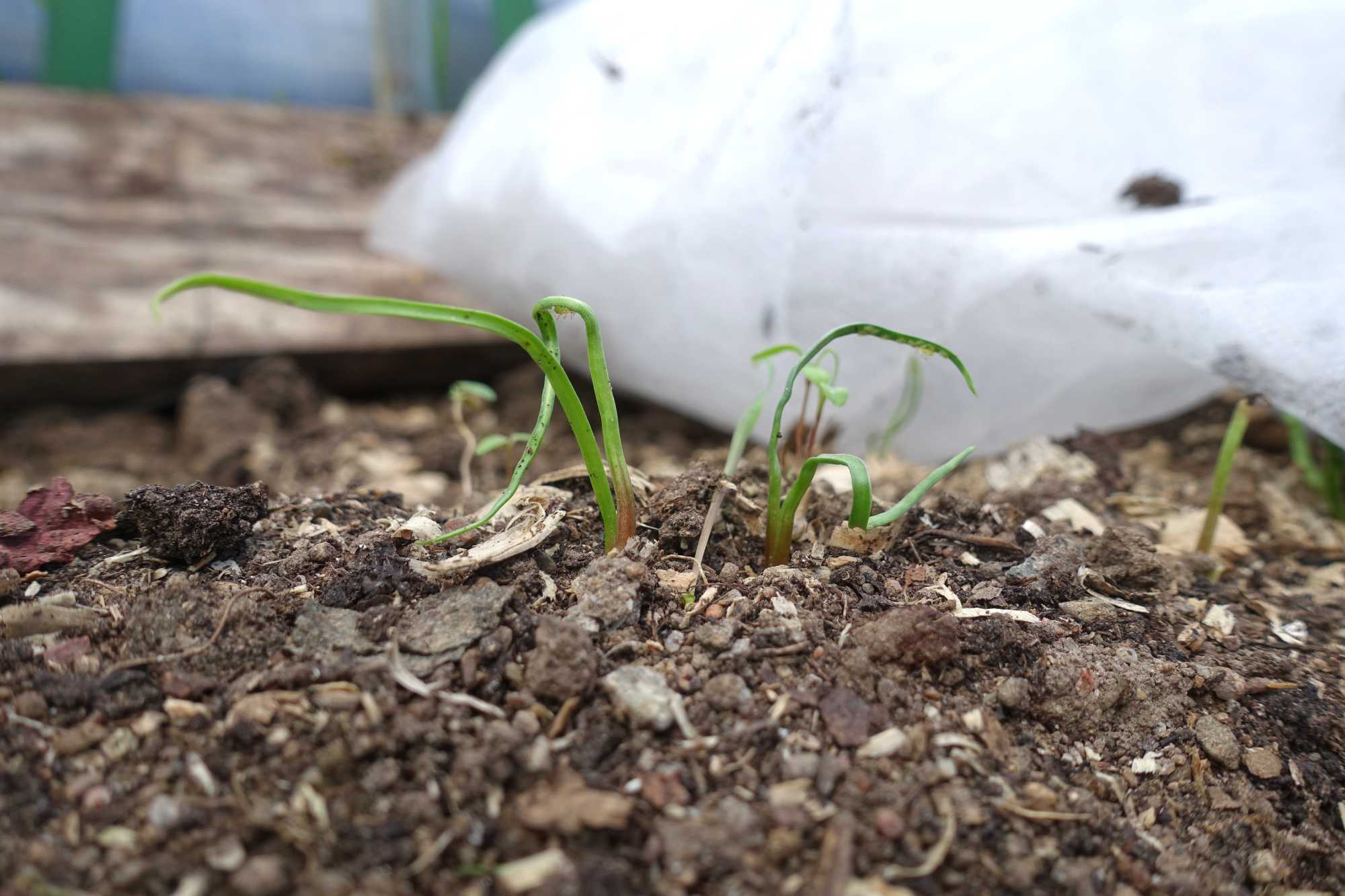 tips-for-growing-vegetables-in-dry-soil-sara-s-kitchen-garden