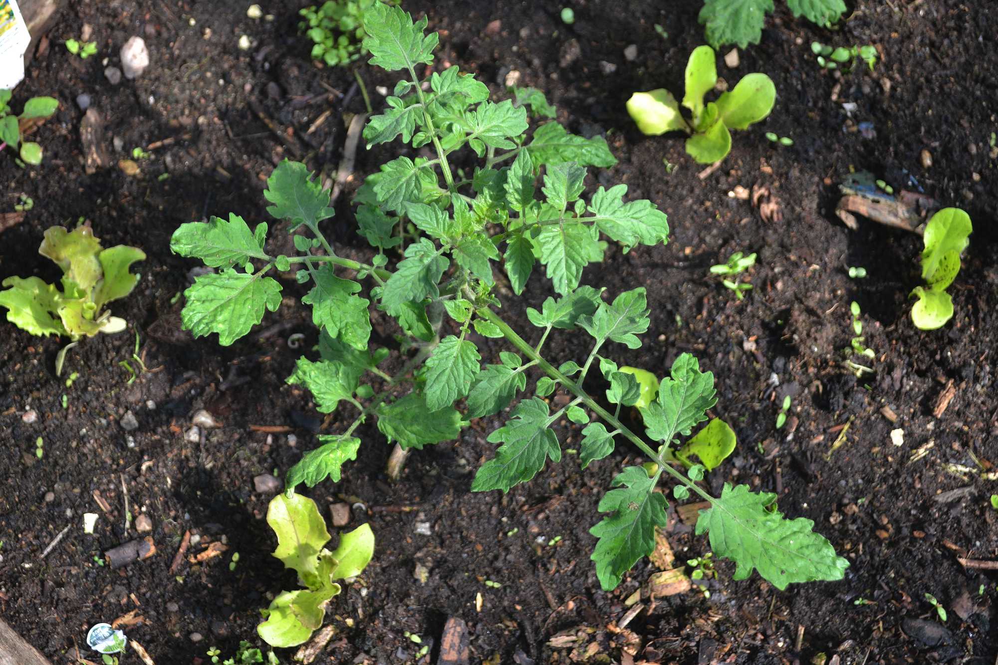 Companion planting tomatoes and lettuce Sara Bäckmo