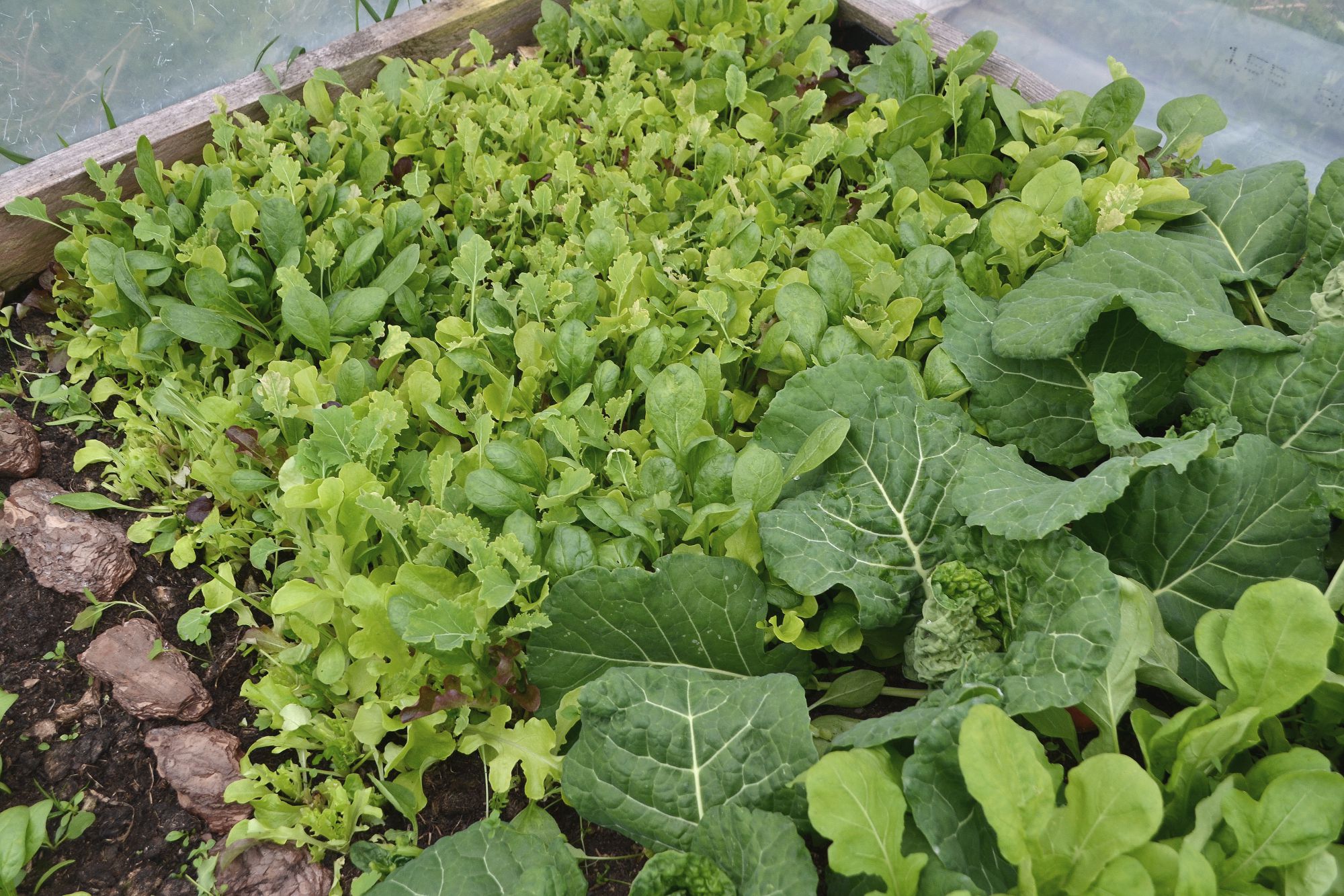 Early sowing, leafy greens