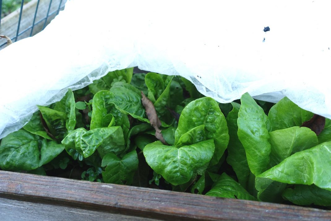 Sallat under fiberduk i pallkrage. Lettuce underneath my plant cover in a pallet collar bed.
