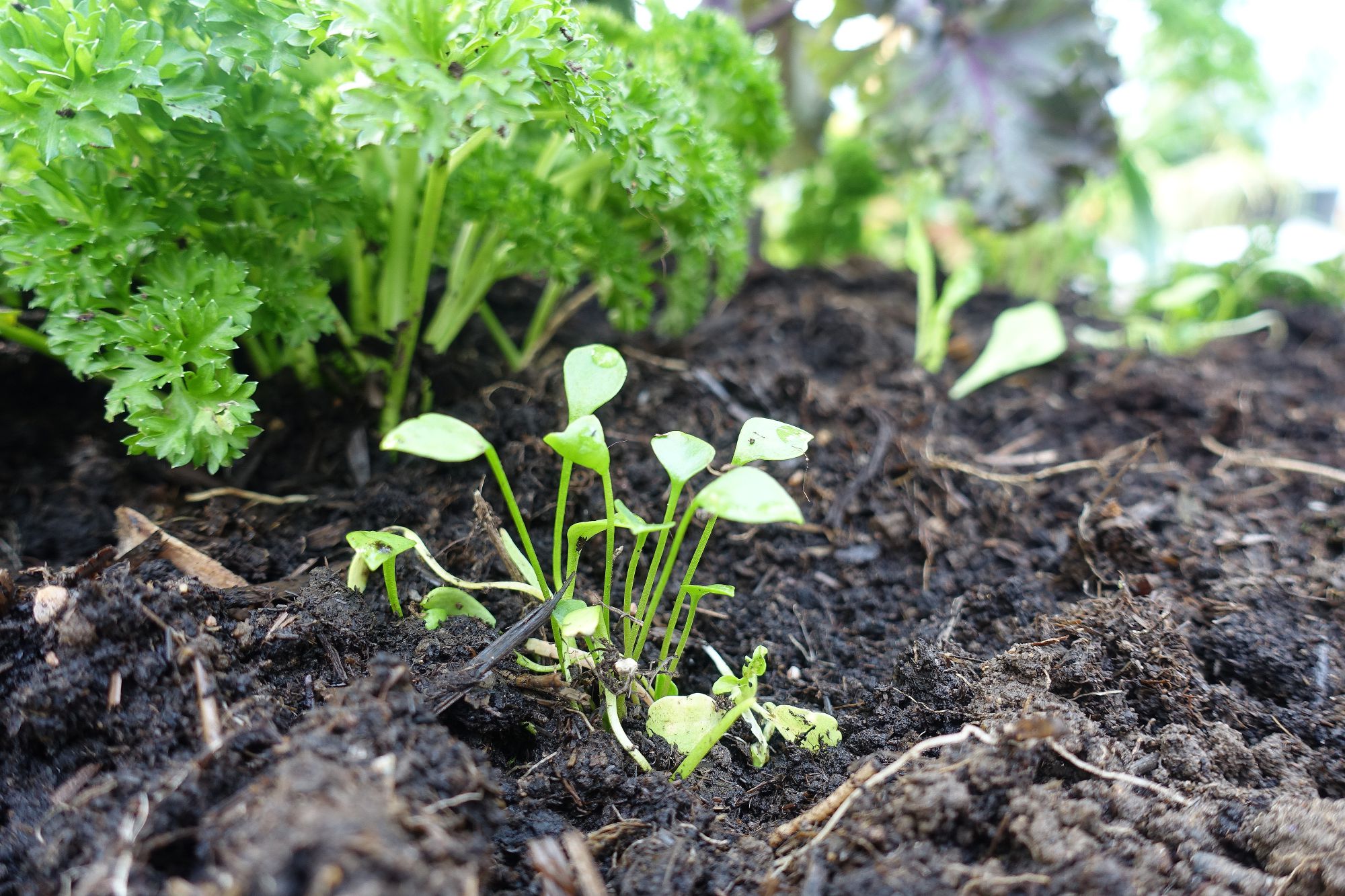 My Favorite Cold-Hardy Vegetables - Sara's Kitchen Garden