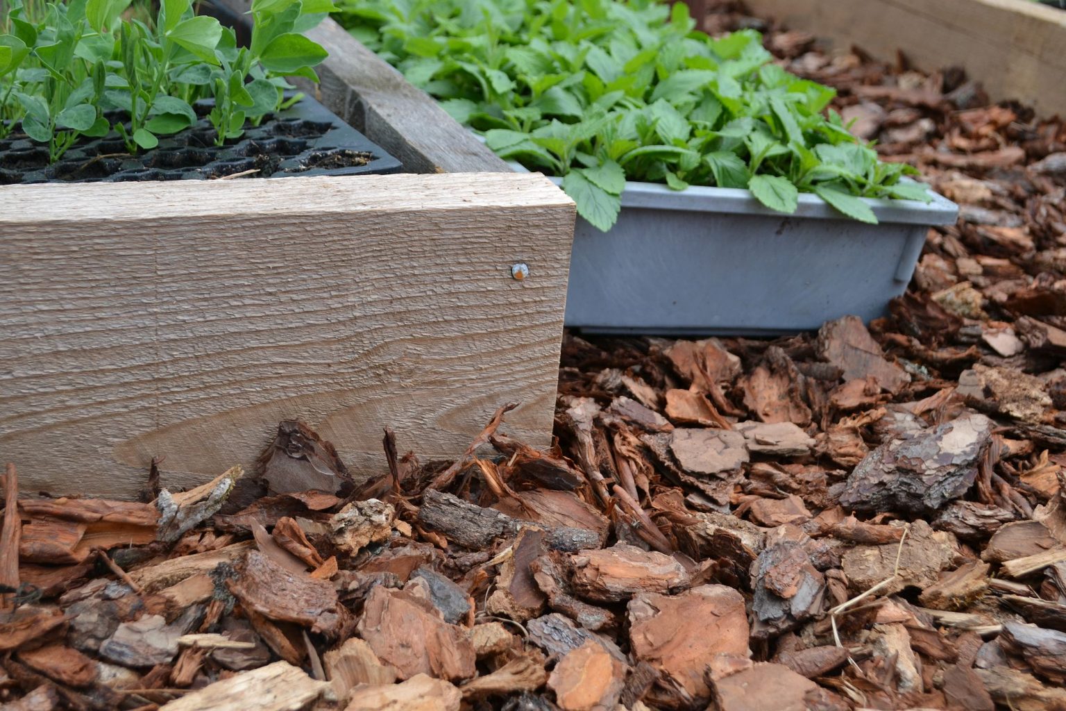 Guide Using Wood Chips in the Garden Sara's Kitchen Garden