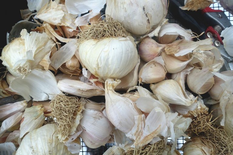 Planting Garlic In Fall Saras Kitchen Garden