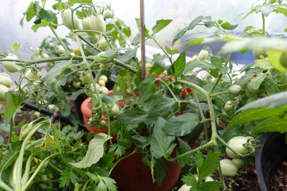 How To WinterSow Tomatoes Sara's Kitchen Garden