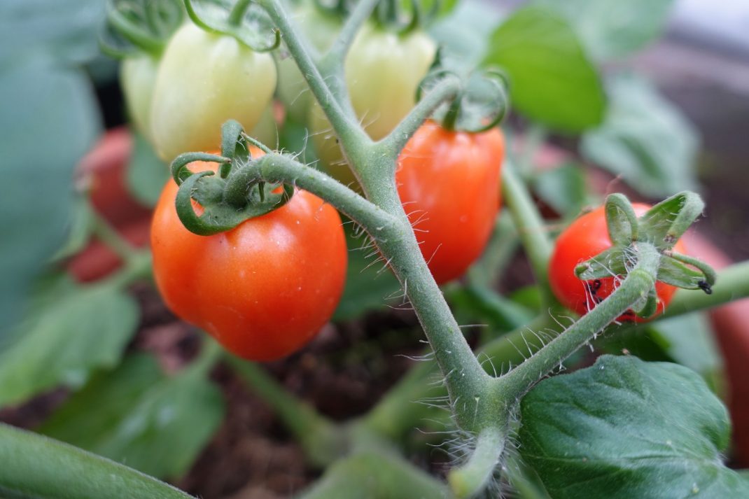 How To WinterSow Tomatoes Sara's Kitchen Garden
