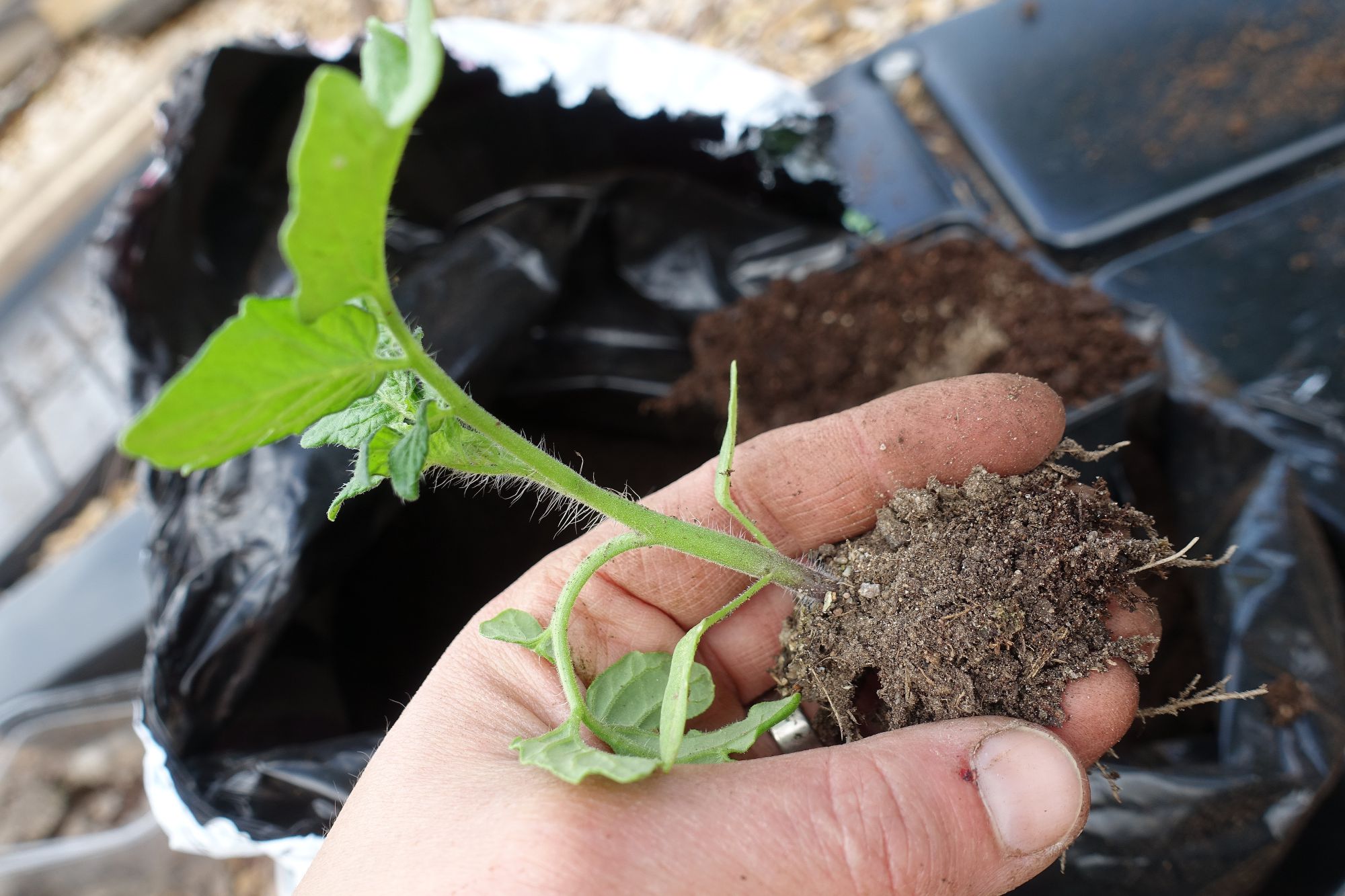 How To WinterSow Tomatoes Sara's Kitchen Garden