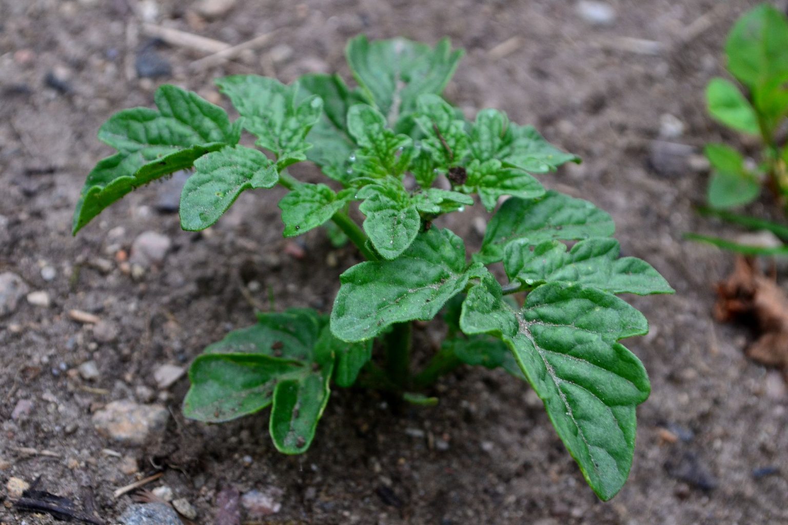 How To WinterSow Tomatoes Sara's Kitchen Garden