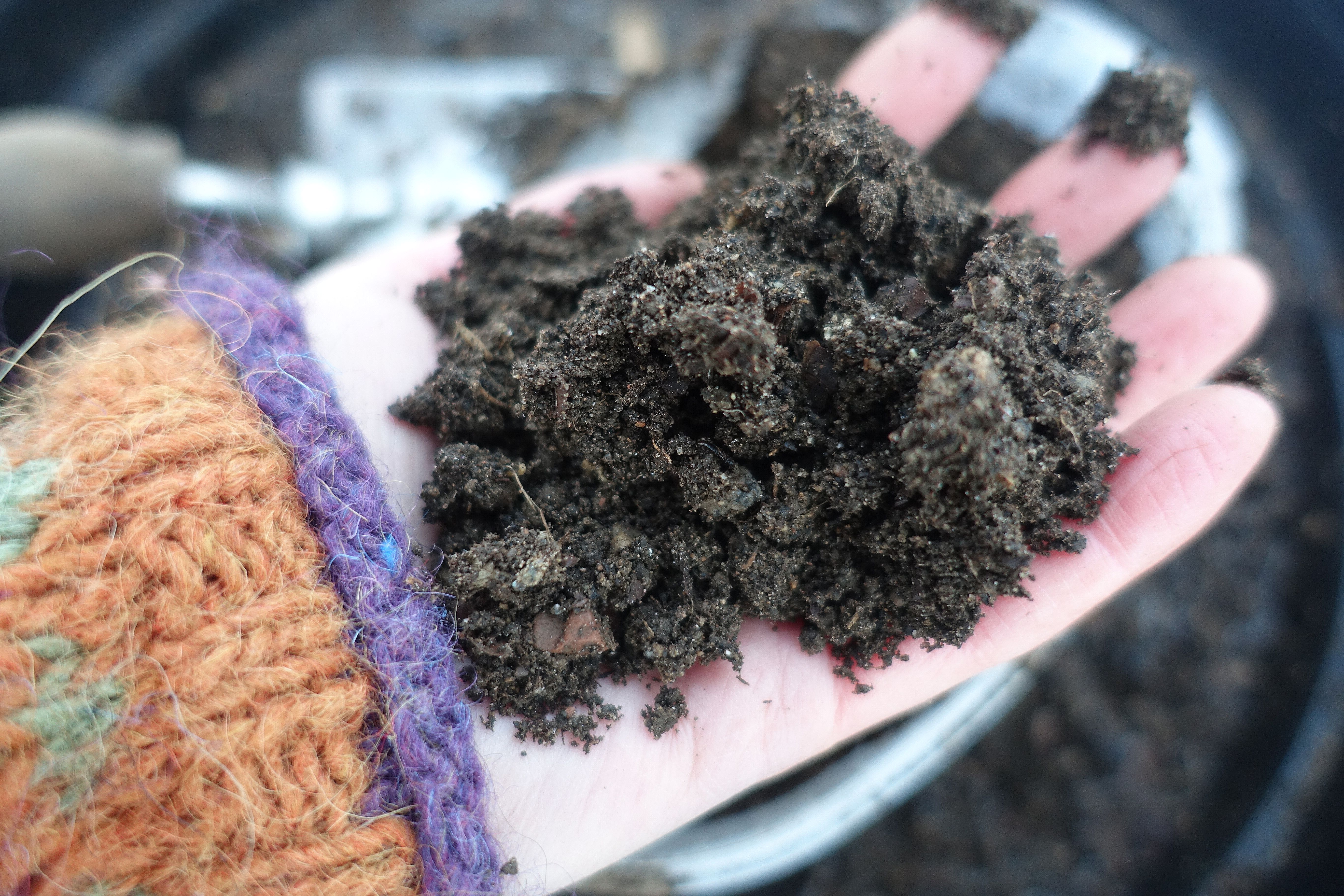 En hand med fin jord. Winter sowing in pots, a hand holding soil. 