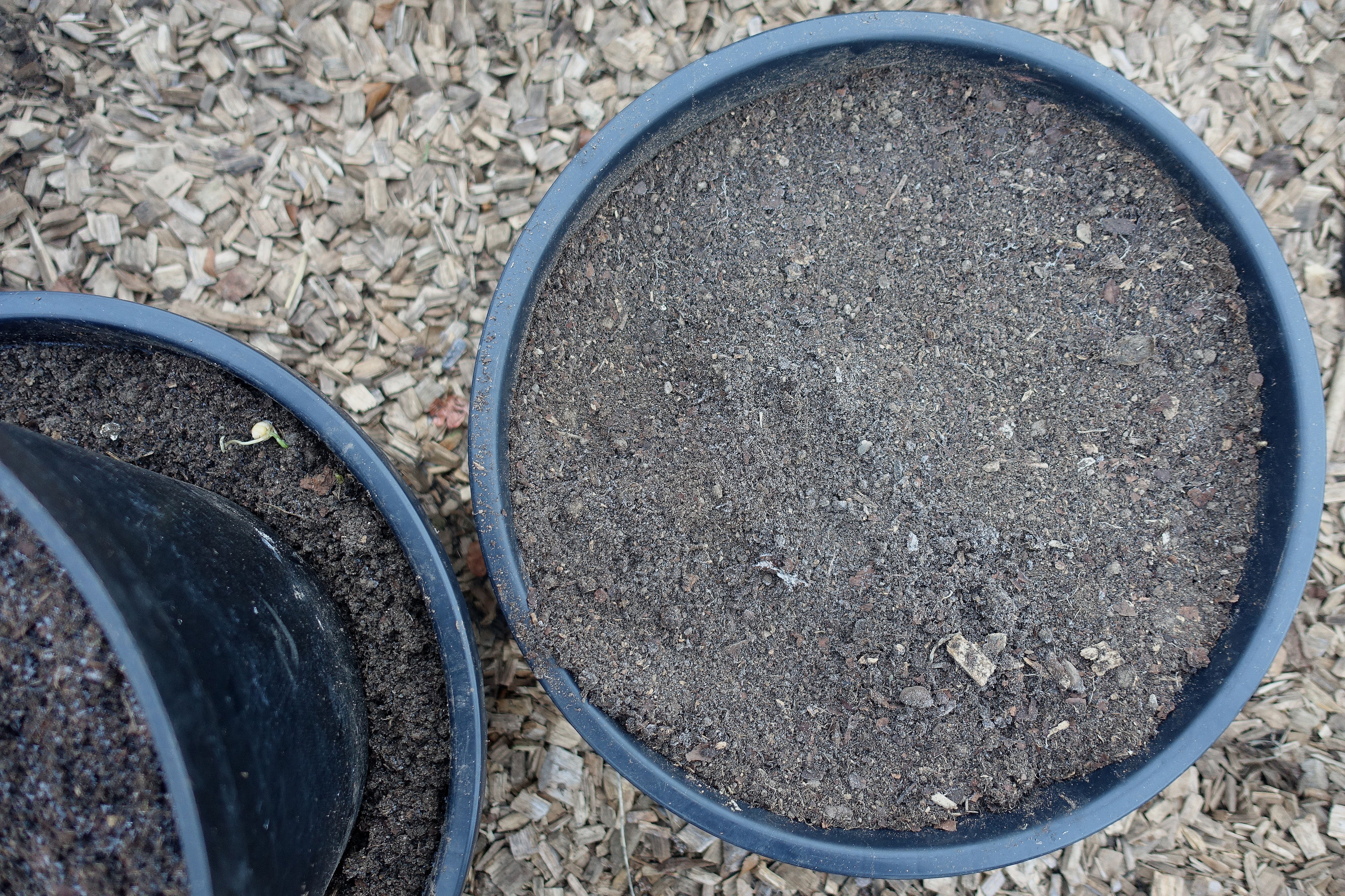 Krukor som står staplade på varandra. Sowing in pots, the pots I'm using. 
