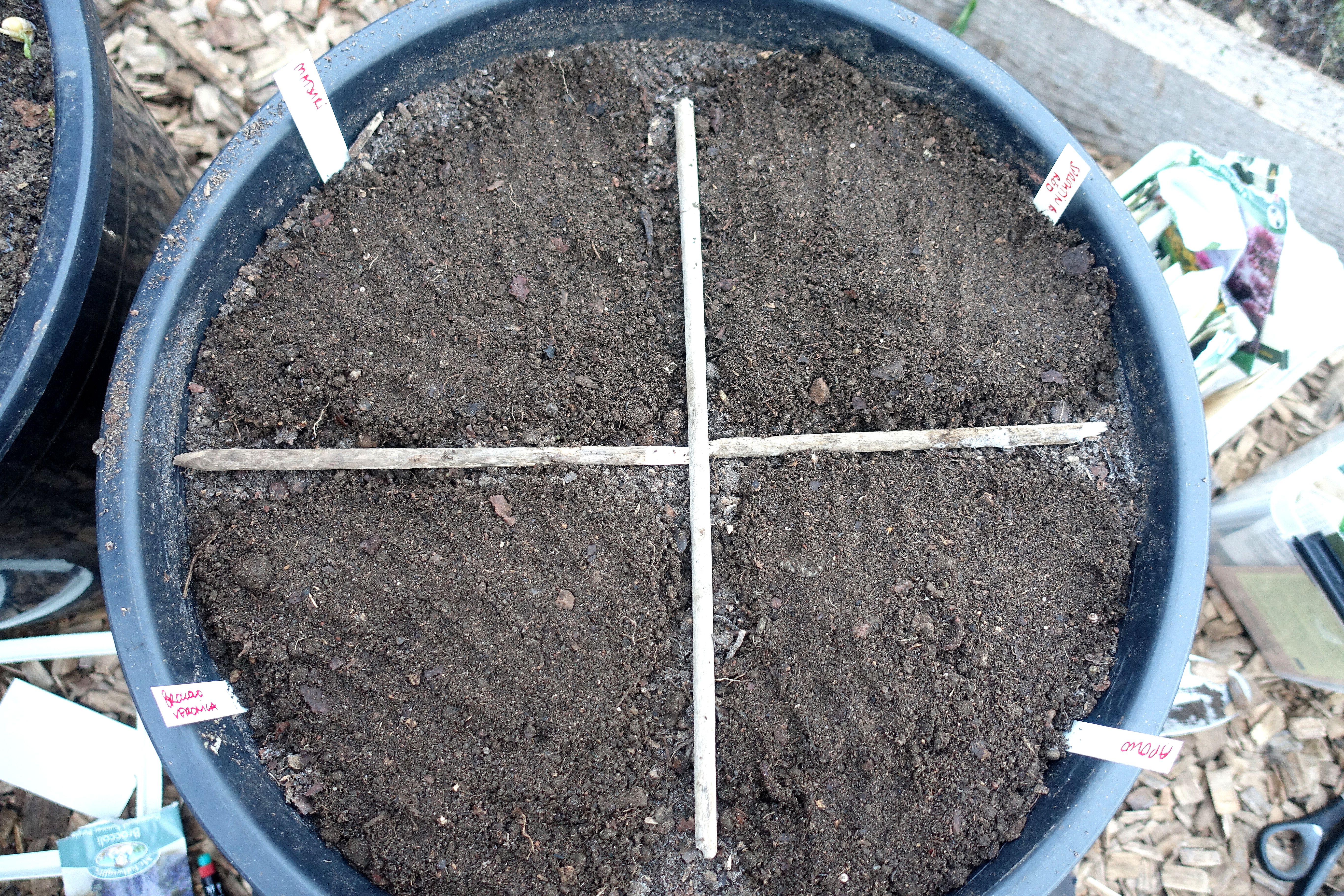 Kruka med jord, uppdelad i tortbitar. Winter sowing in pots, a pot filled with soil, with sections. 