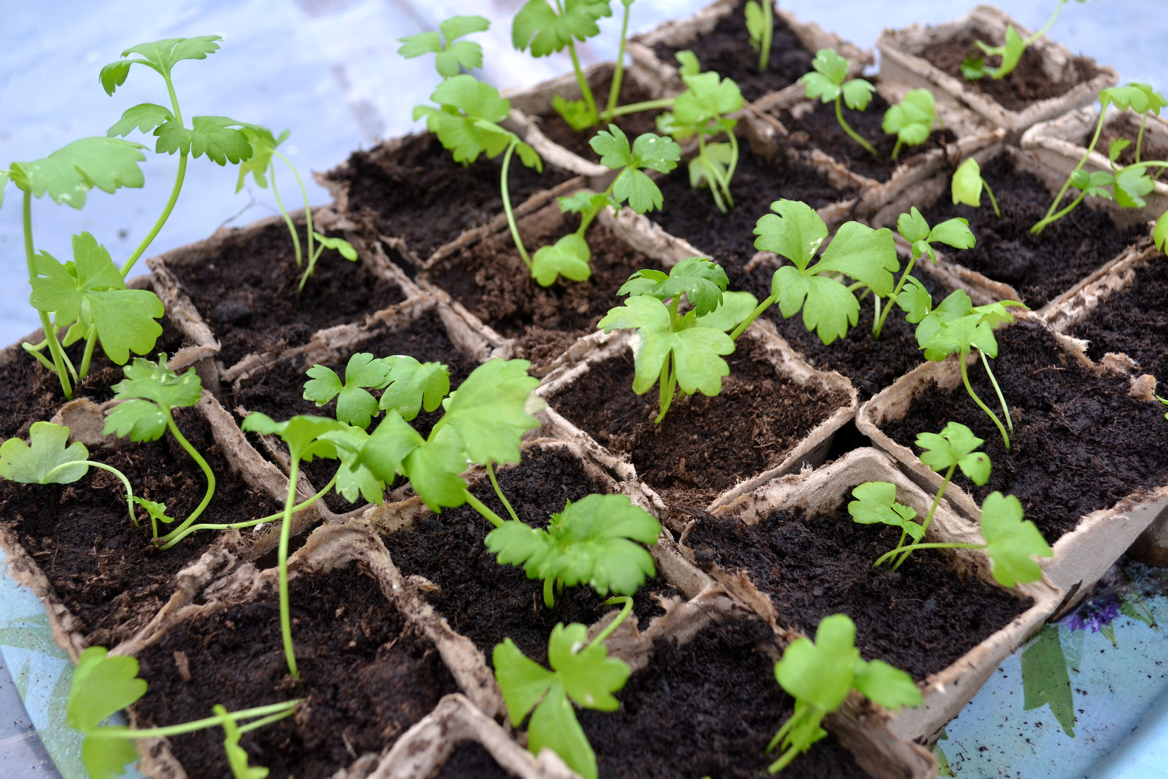 En bricka med små plantor av rotselleri. Light-germinating seeds, a tray with little celery root plants. 