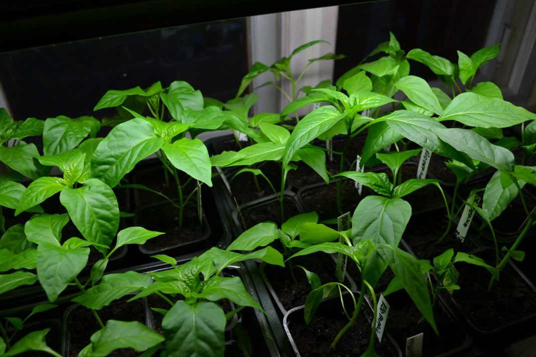 Chili plants in a windor, indoor gardening.