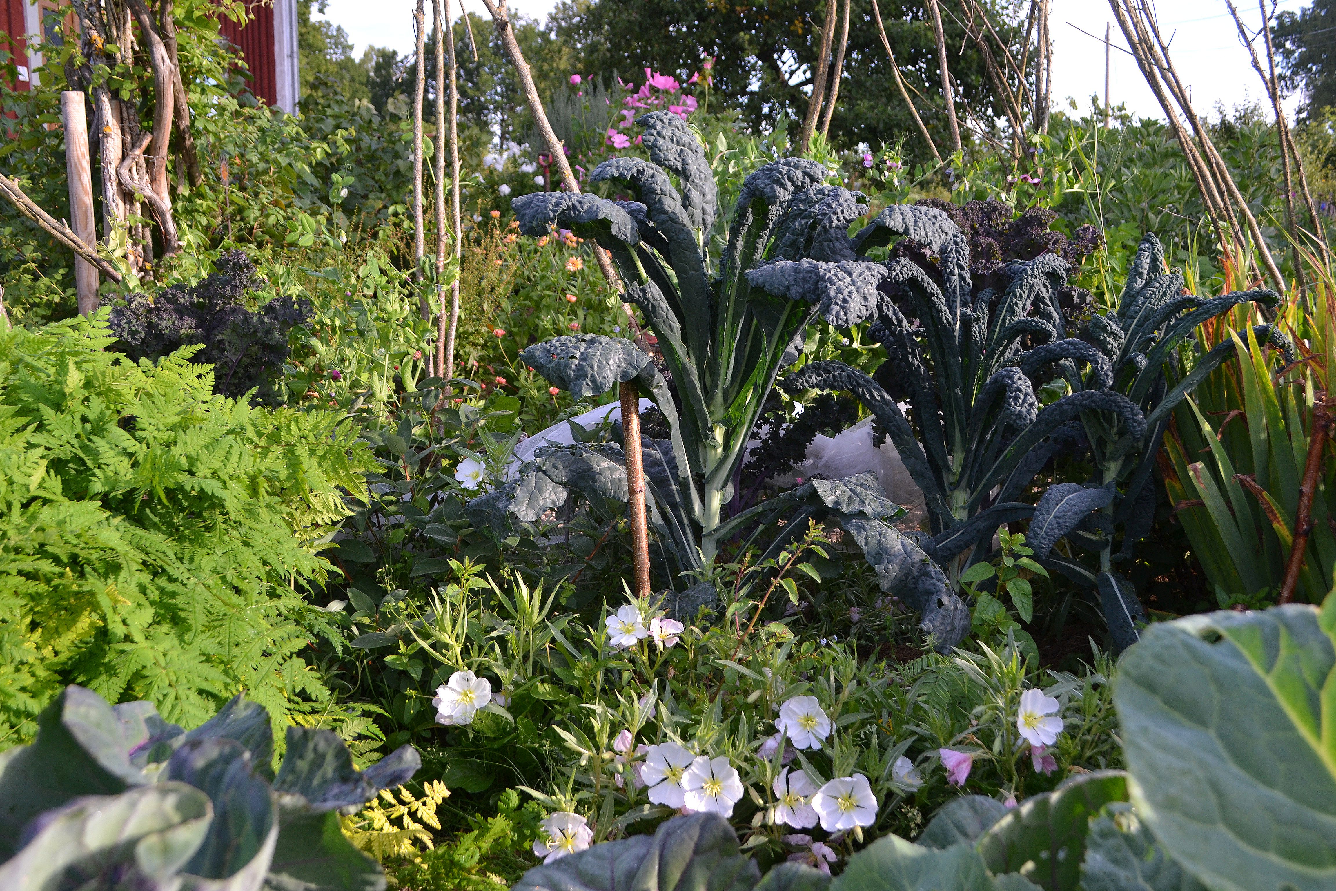 En köksträdgård med många blandade växter, bland annat en hög svartkål. Gardening tips. Kitchen garden with a mix of vegetables, like black kale.