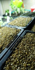 I flera svarta tråg har jorden täckts av vermiculit.