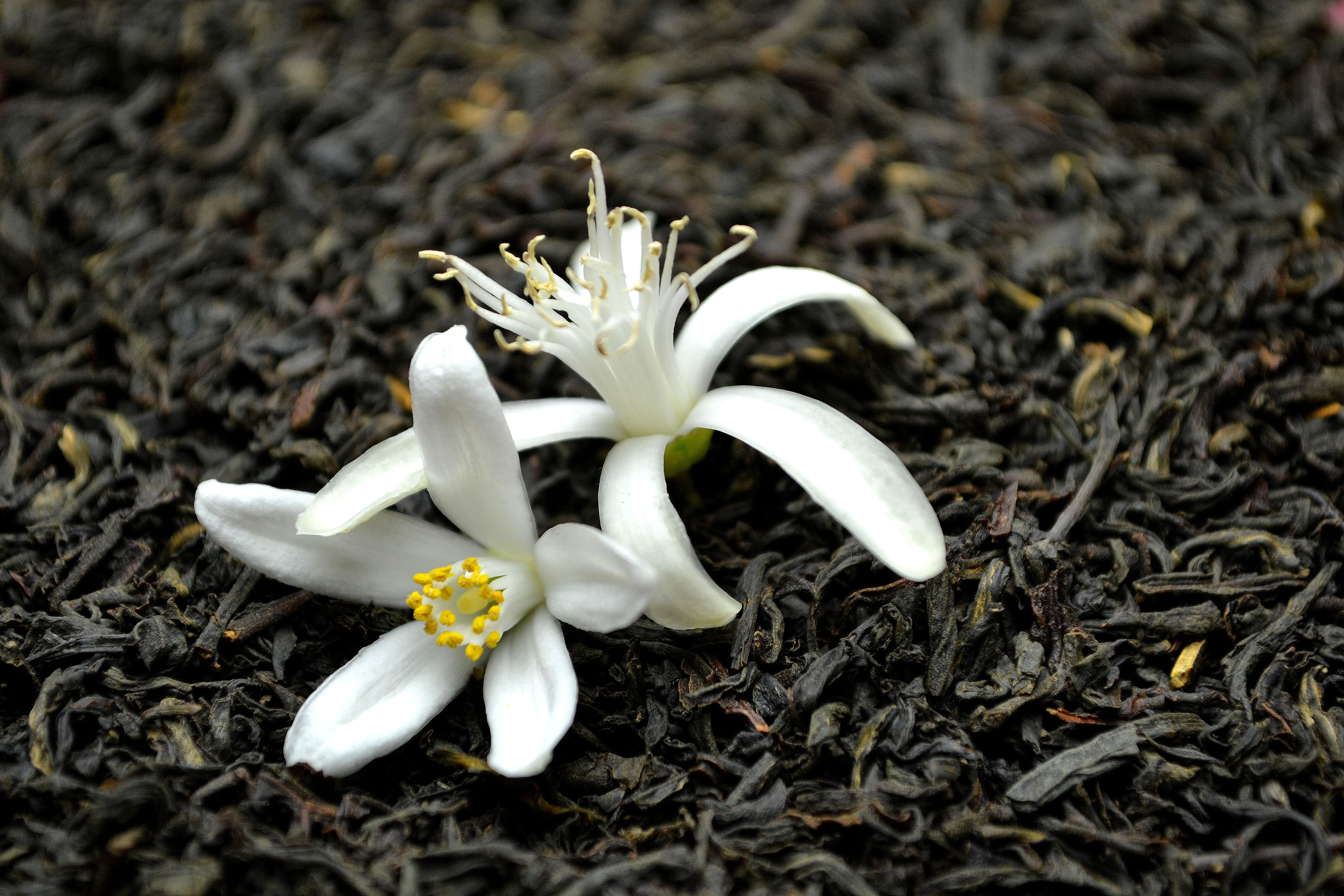 Två citrusblommor ligger på svarta teblad. Citrus flower tea, two flowers. 