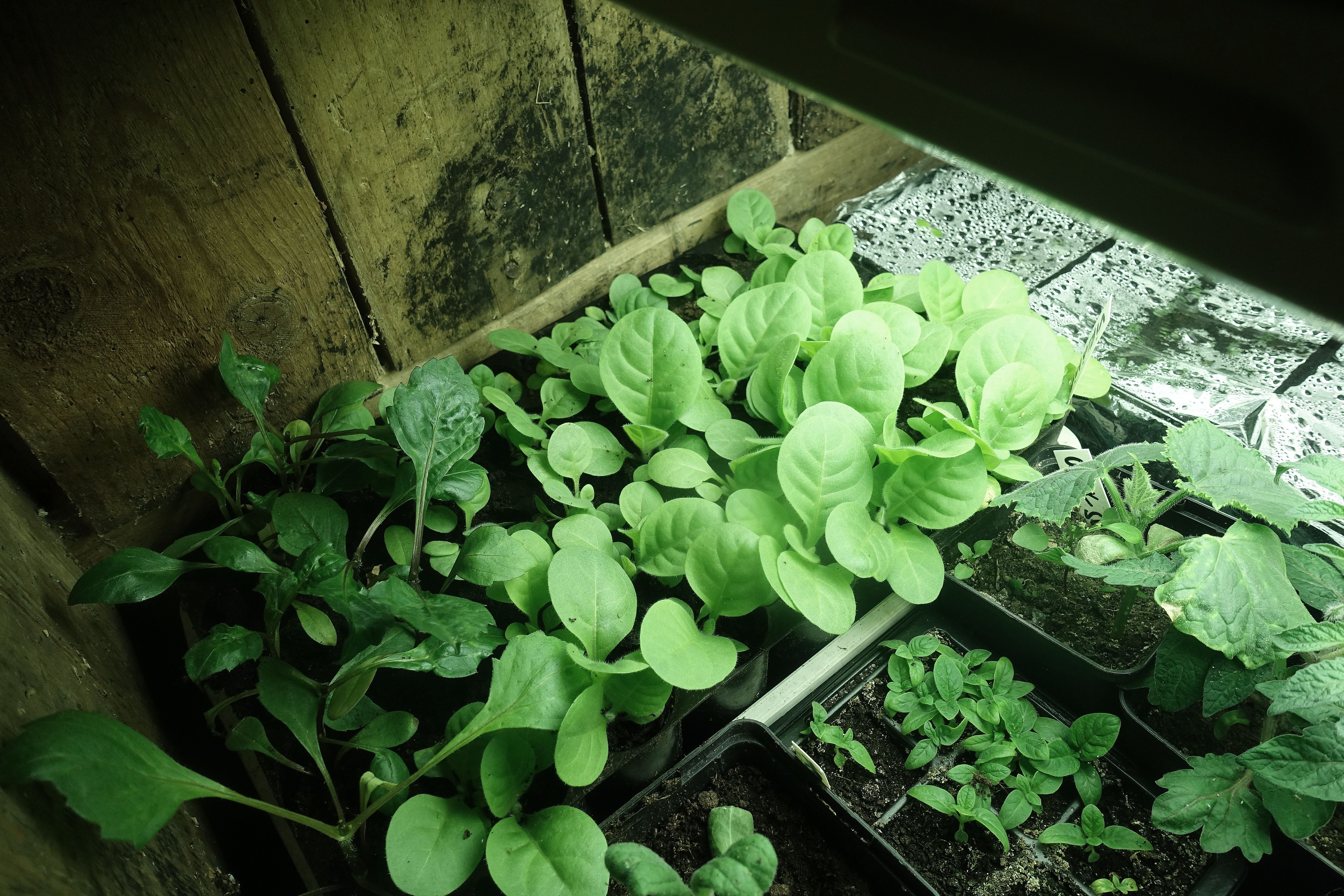 Plantor står och trängs under växtbelysning. Fertilizing with diluted urine, plants under a grow light. 