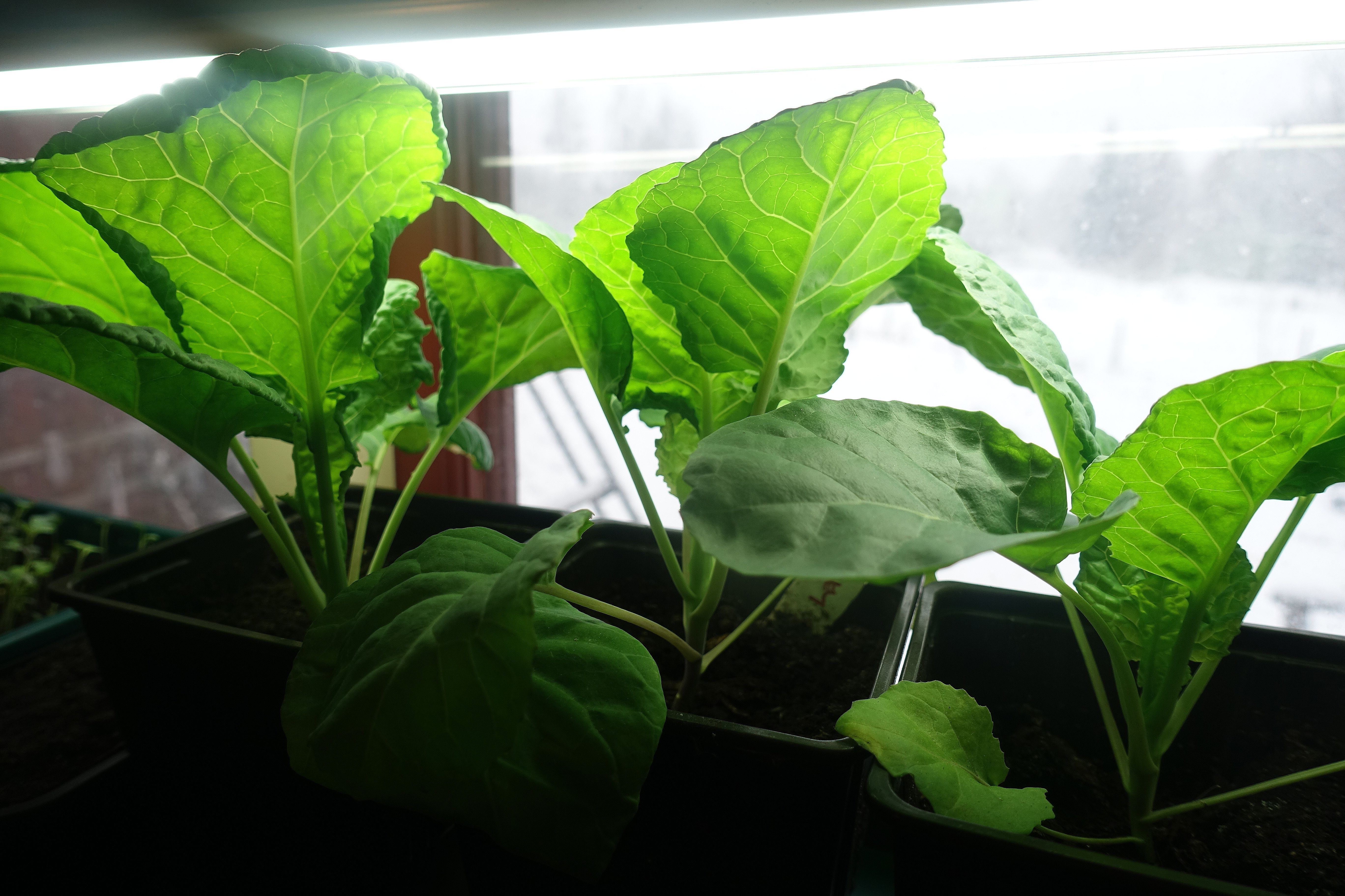 Tre kålplantor under växtbelysning i ett fönster. Fertilize with diluted urine, cabbage under grow light in my window. 