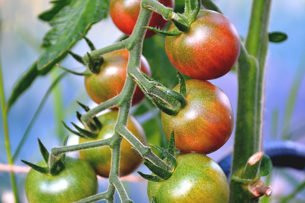 En körsbärstomat på klase håller på att mogna. 