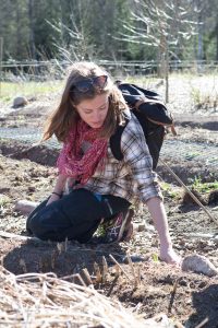 En kvinna i rutig skjorta och rosa scarf sitter lutad över en odlignsbädd och drar upp ogräs.