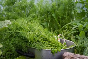 I en kastrull ligger färsk, nyskördade dill.