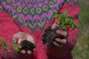 Sara delar en jordklump med flera små tomatplantor i.