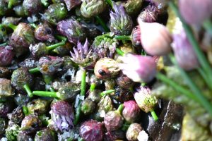 Små, lilagrå blommor från gräslök har stekts glansiga.