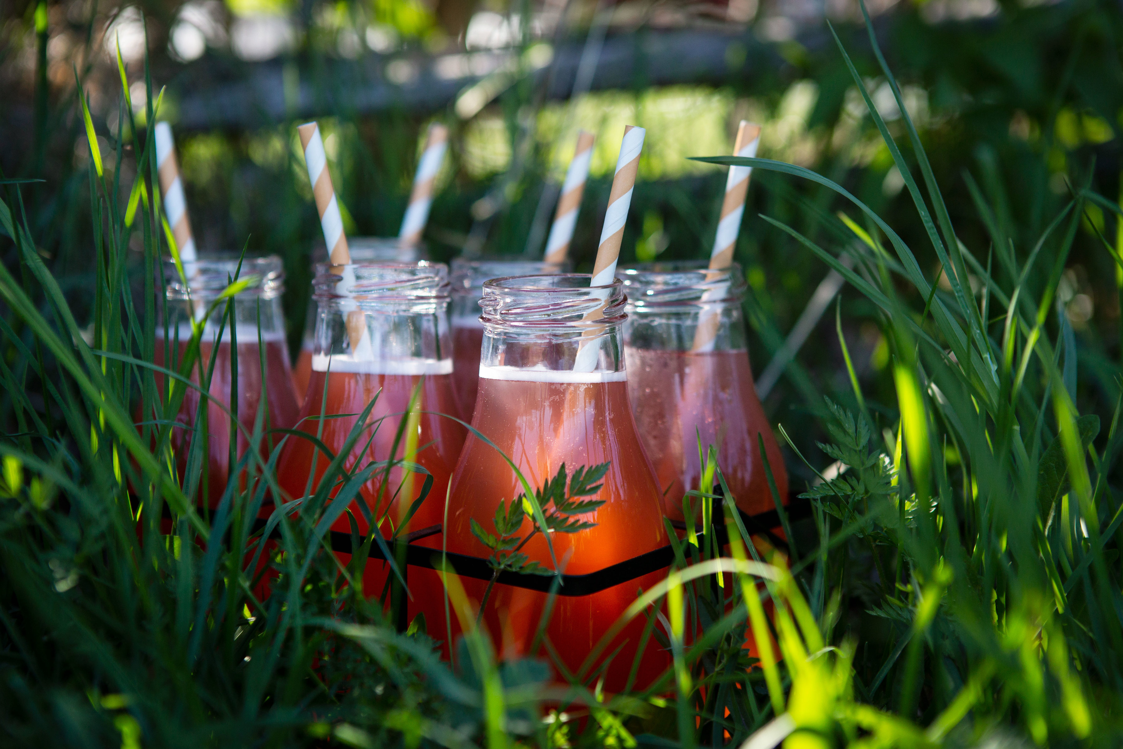 Sex fina glasflaskor med rosaröd rabarbersaft står i gräset med vackert ljus som strilar mellan bladen. Forced rhubarb, six glass bottles with pink rhubarb juice.