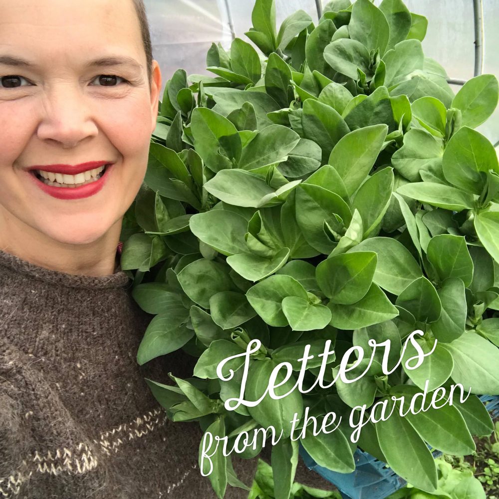 Sara is standing with a lot of fava beans besides her.