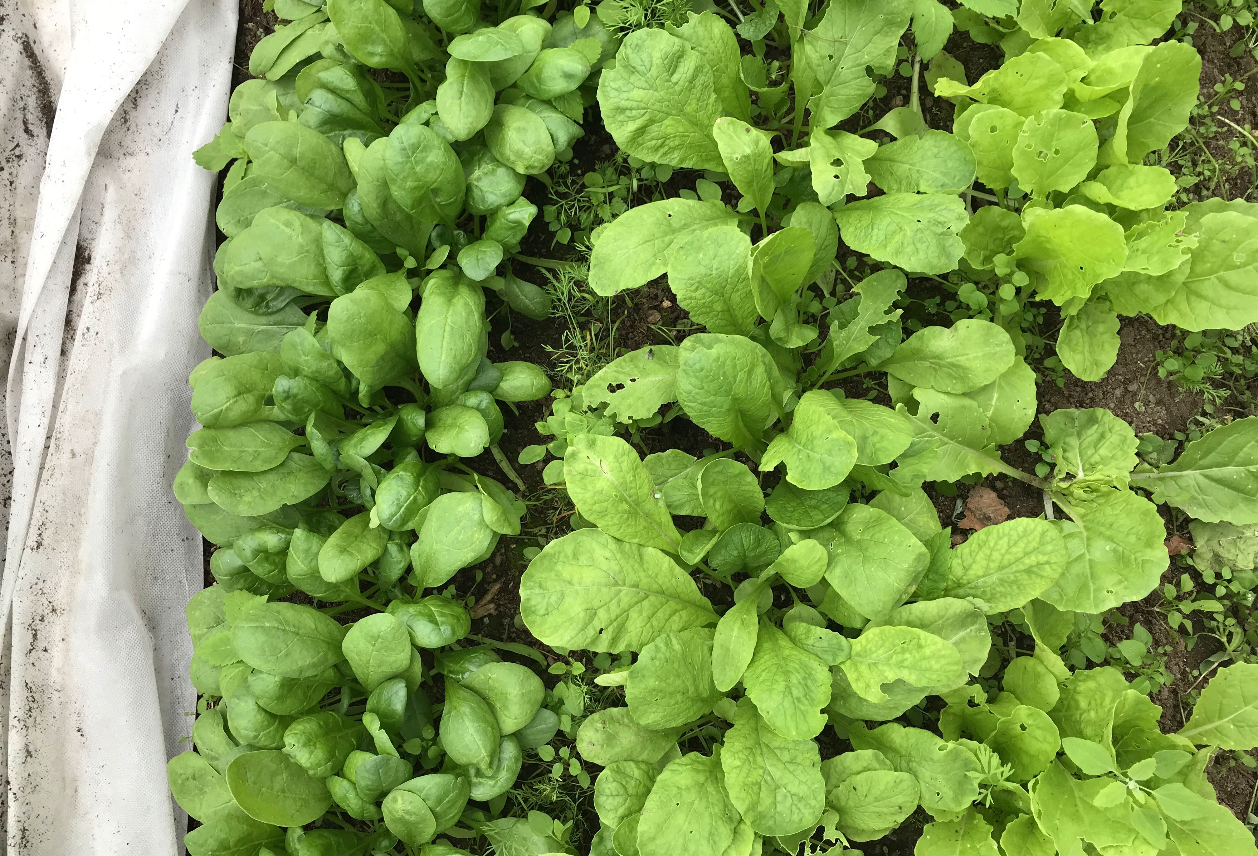 Bild tagen ovanifrån på bladgrönsaker som växer i rader bredvid varandra. Picture from above, leafy greens growing in rows next to eachother.