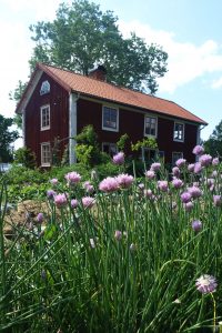 Bostadshuset skymtar i bakgrunden bakom höga blommande gräslöksplantor.