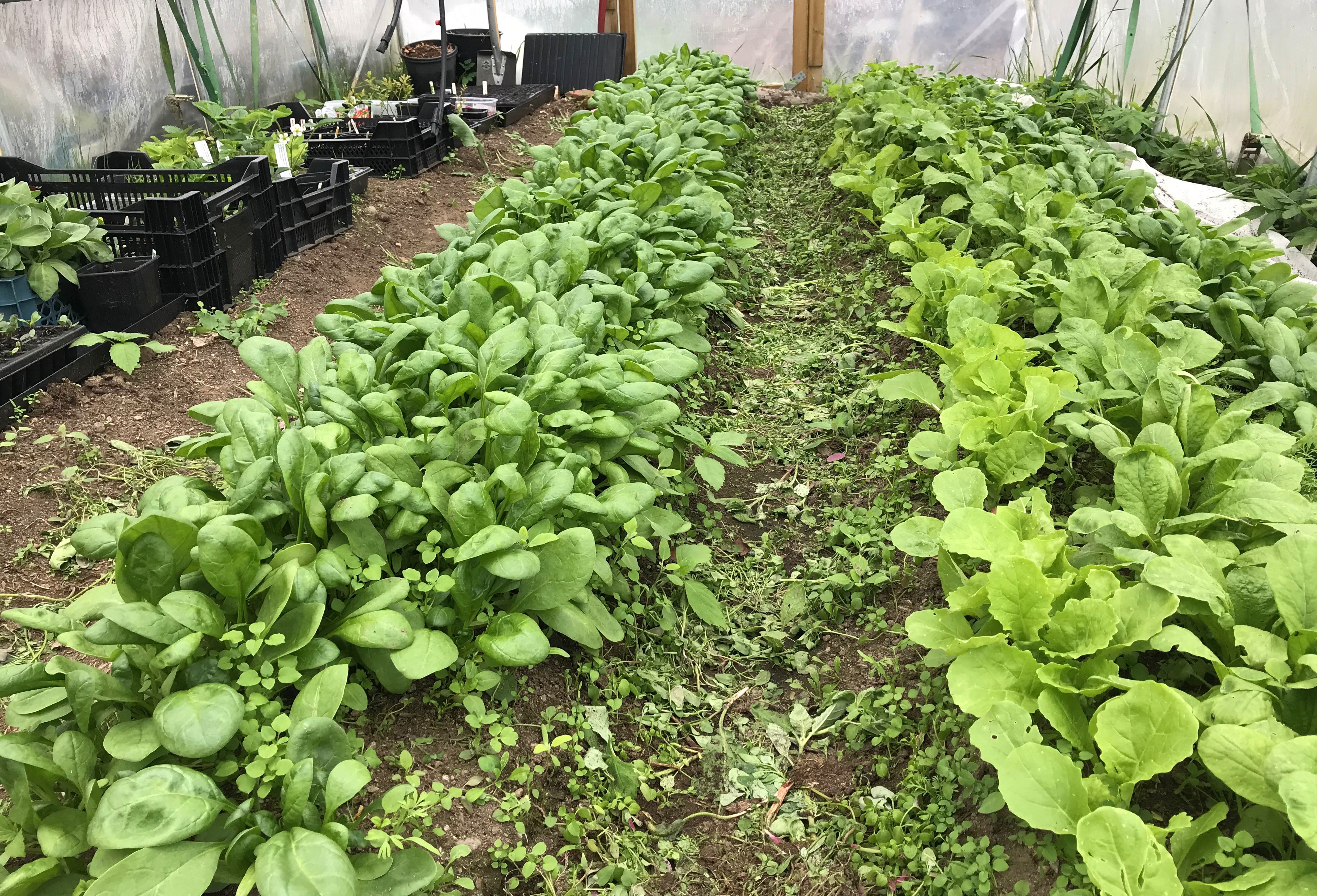 Täta mattor av röna blad i långa rader. Leafy greens in long rows.