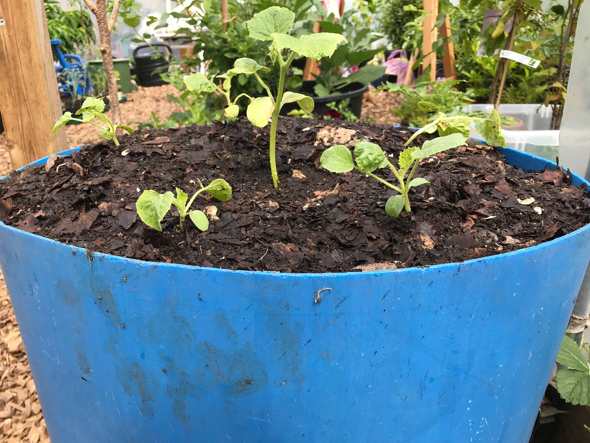 En blå tunna är fylld med mörk mylla och små melonplantor. Growing vegetables in compost, a blue container filled with soil and little melon plants.