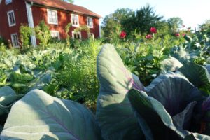 Kålblad i närbild framför det röda huset i Skillnadens Trädgård.