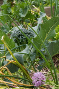Genom lökblast syns ett litet broccolihuvud.