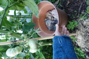 Sara fixar en stor kruka bredvid en tomatplanta.