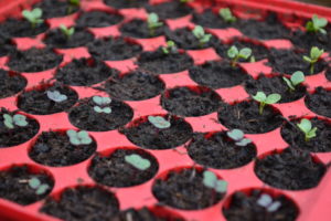 Små hjärtblad växer upp i ett pluggbrätte.