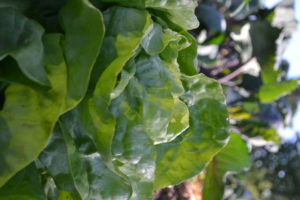 En närbild av frodig sallad.