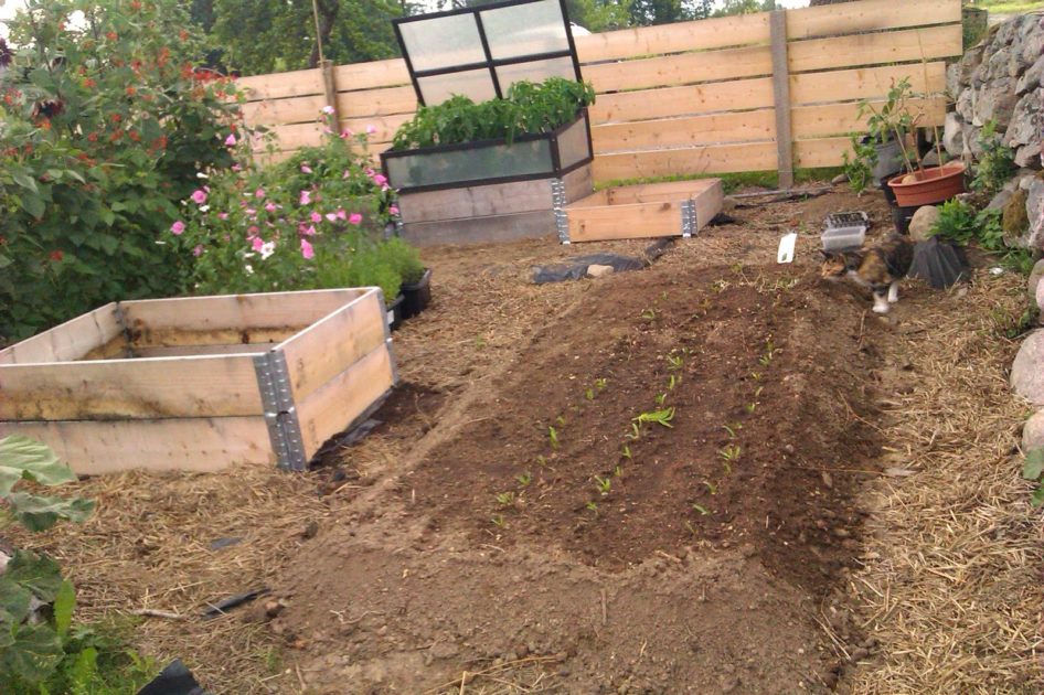 How to create deep raised beds Sara's Kitchen Garden