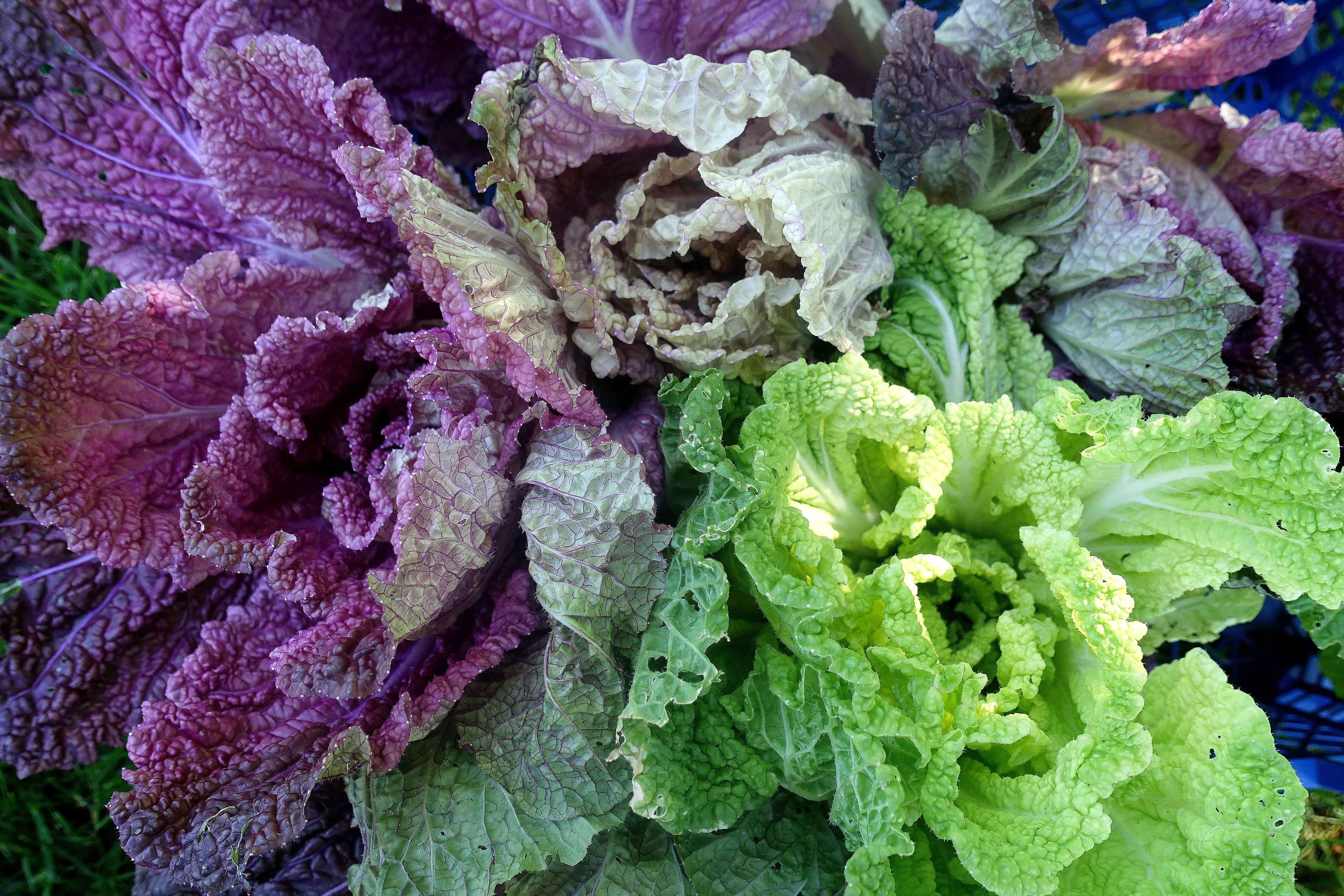 Salladskål i olika färger ligger bredvid varandra i en back. How to: Growing napa cabbage, napa cabbage in different colors. 